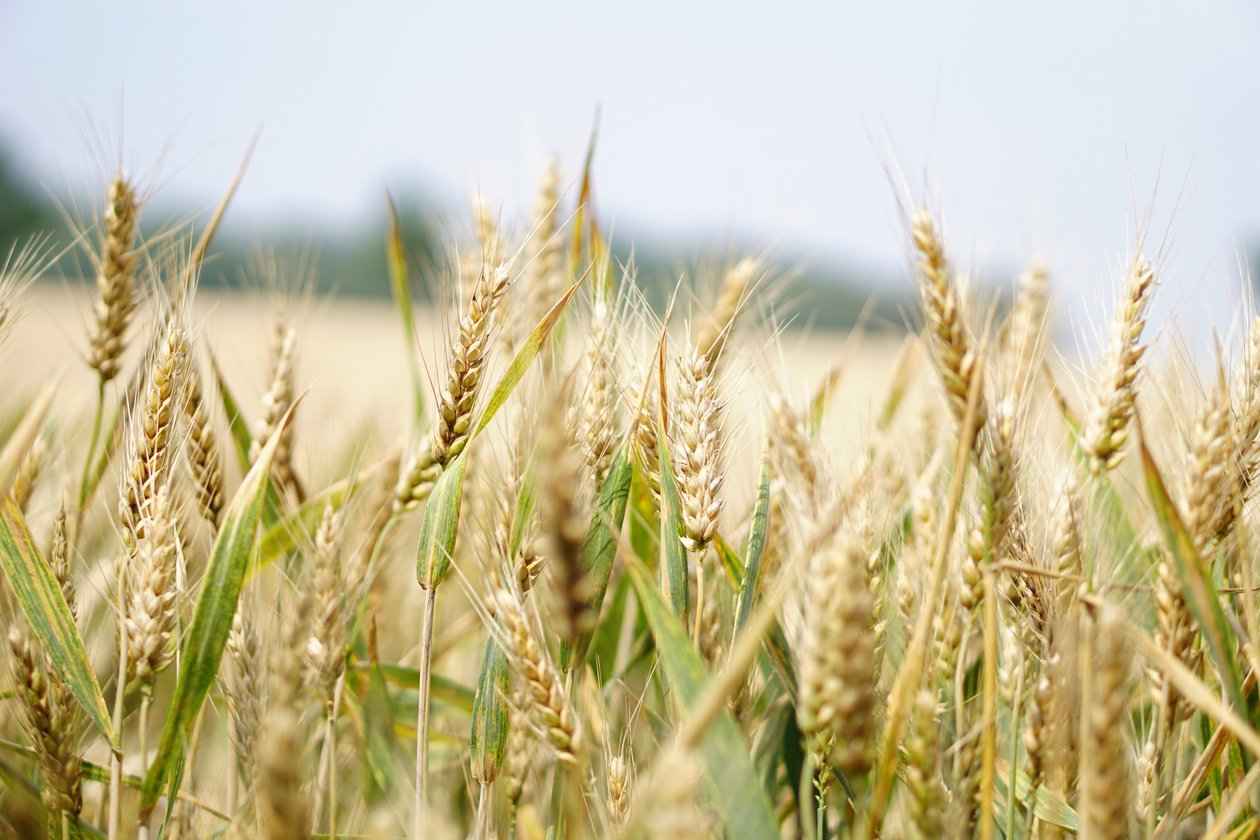 Rising price for cereals and vegetable oils worldwide