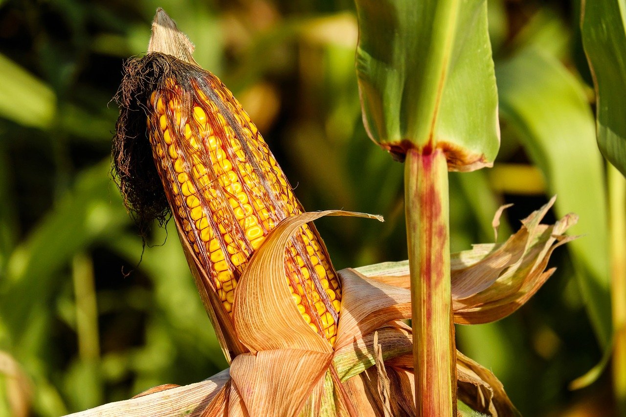 At new historical highs the world index food price in February